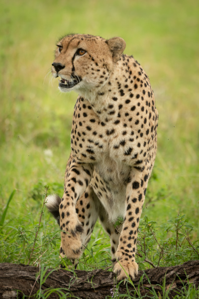 male cheetah walks out of dirt