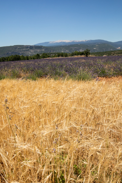 cornfield and lavender fields near sault