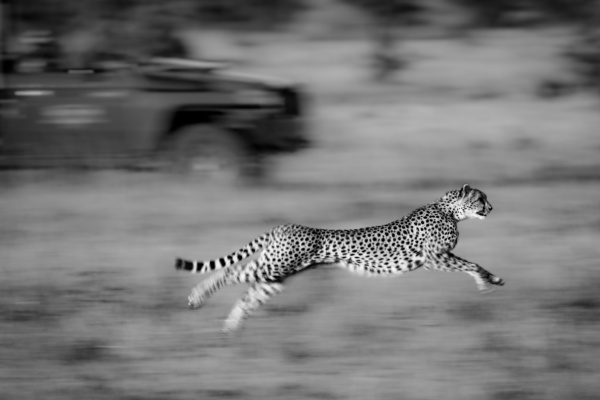 mono slow pan of cheetah racing