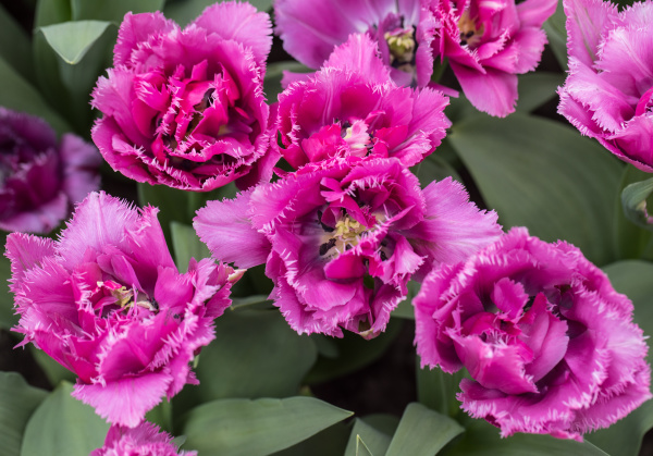 fringed tulips blooming in a