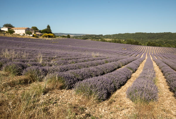 lavender field in provence near