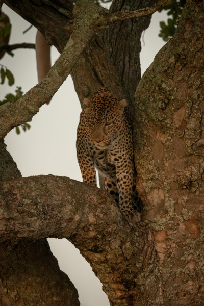 male leopard stands on branch looking