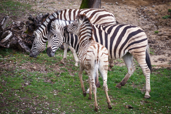 burchell s zebra family group