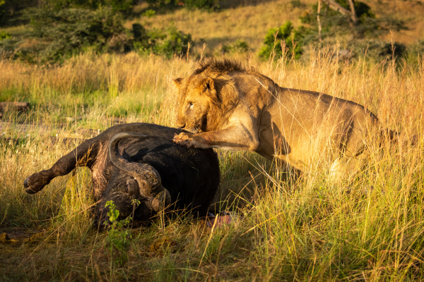male lion rolling over carcase of