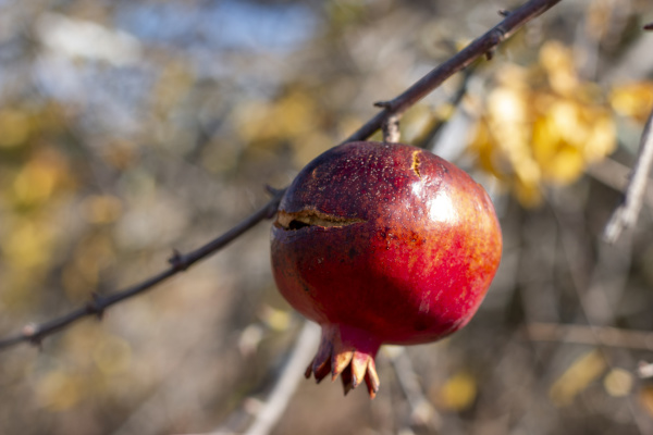 pomegranate fruit hanging