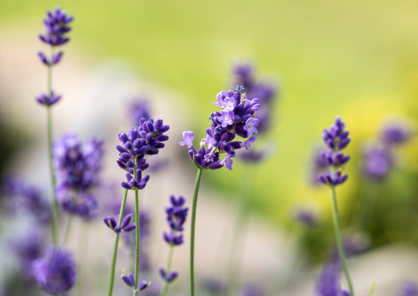 the flourishing lavender in