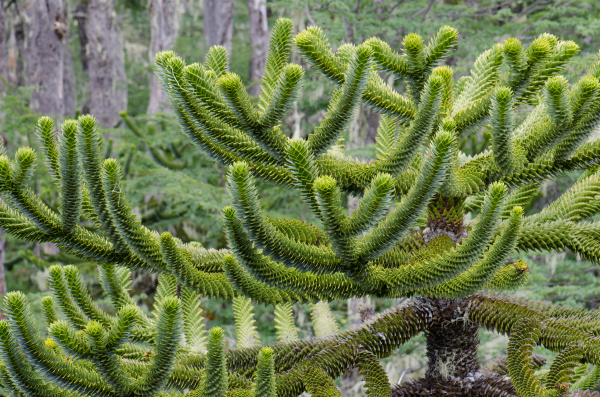 branches of monkey puzzle tree araucaria