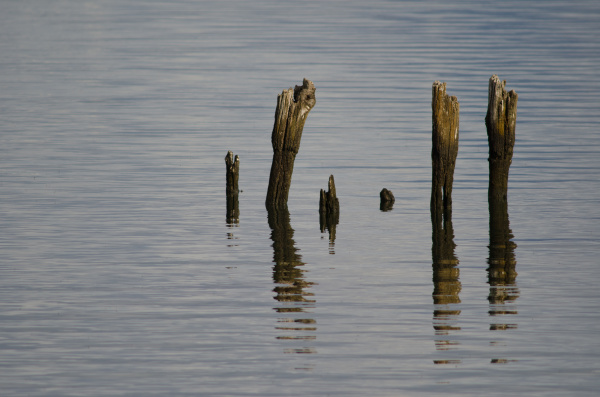 wooden poles in the coast of