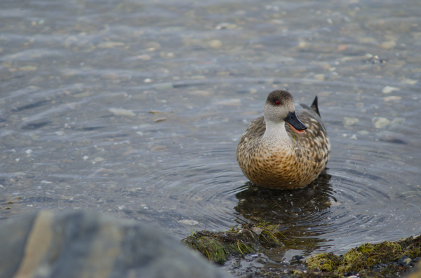 patagonian crested duck in the coast