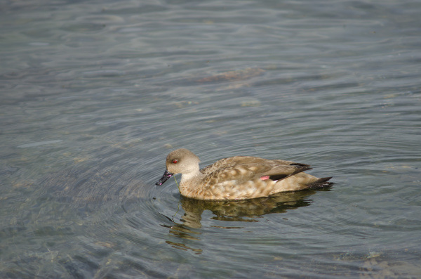 patagonian, crested, duck, in, the, coast - 28253673