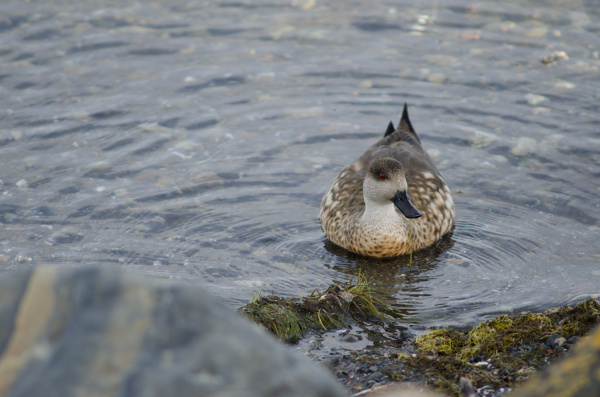 patagonian, crested, duck, in, the, coast - 28253772