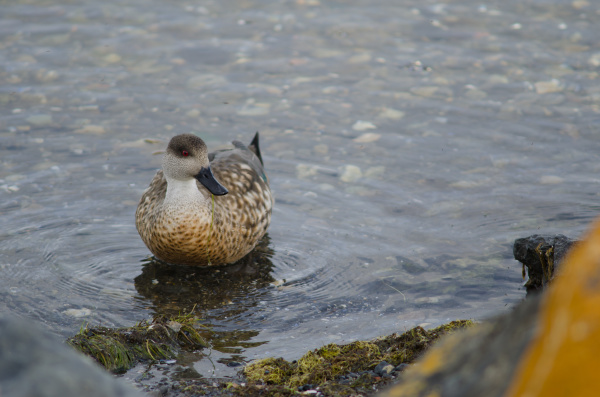 patagonian, crested, duck, in, the, coast - 28253775