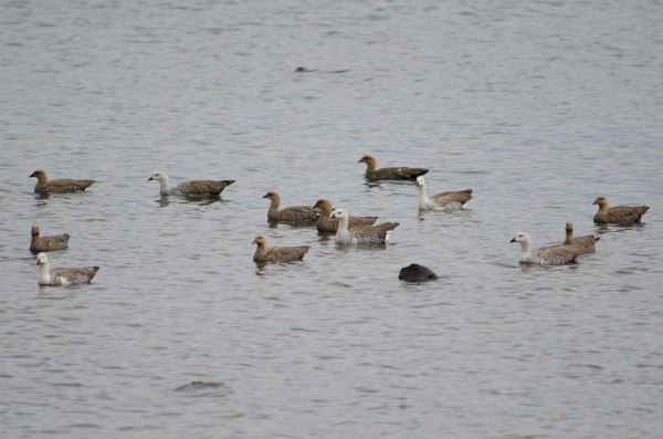 upland geese chloephaga picta on the