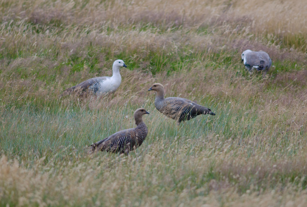 upland geese chloephaga picta in a