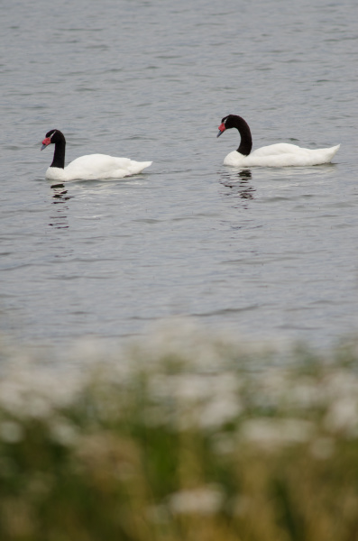 black necked swans cygnus melancoryphus on