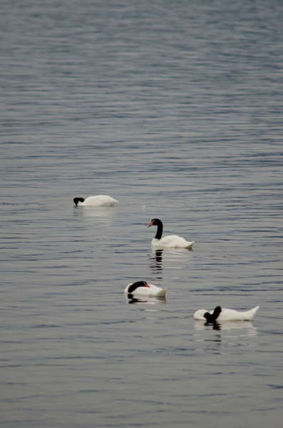 black necked swans cygnus melancoryphus on