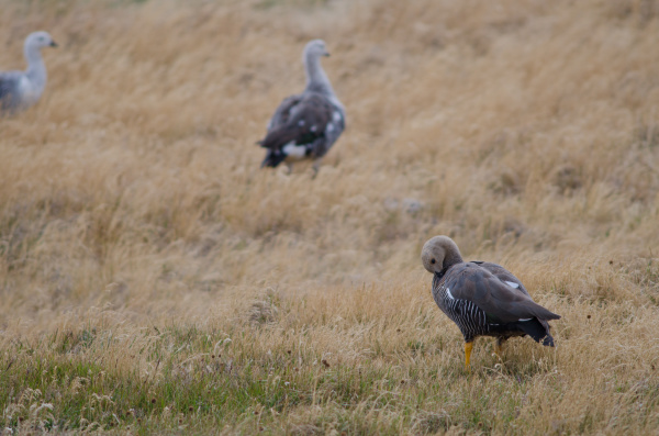 upland geese chloephaga picta in a