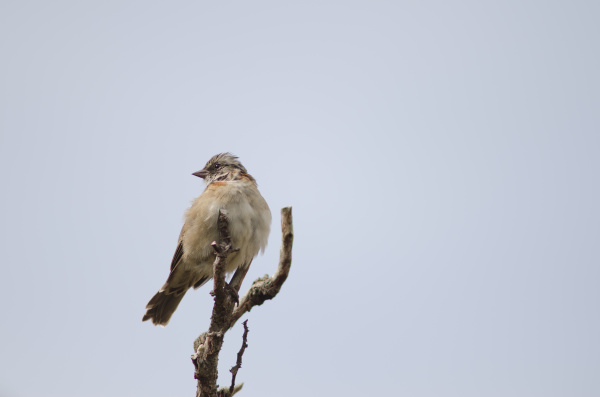 rufous collared sparrow perched on a
