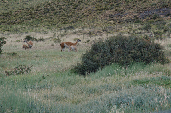females guanacos lama guanicoe with their