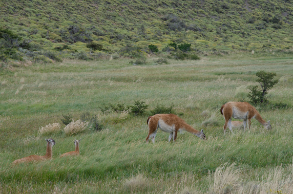 females guanacos lama guanicoe with theirs
