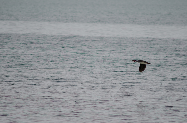 imperial, shag, leucocarbo, atriceps, flying, over - 28256148