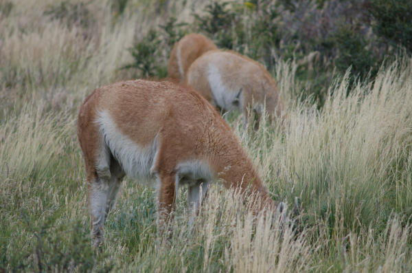 guanacos lama guanicoe grazing in a