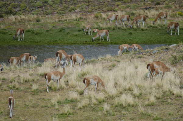 herd of guanacos in torres del