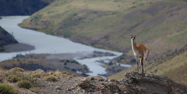 guanaco and paine river in the