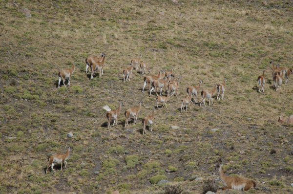herd of guanacos in torres del