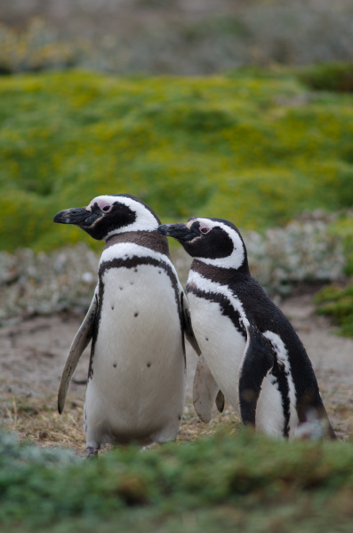 magellanic penguins spheniscus magellanicus in the