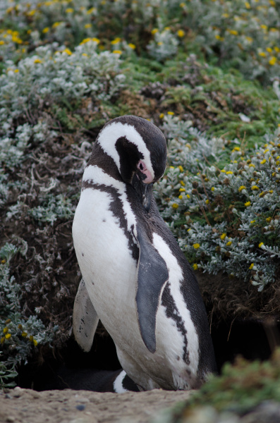 magellanic penguin preening in the otway