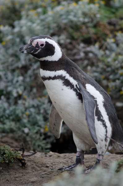 magellanic penguin spheniscus magellanicus in the