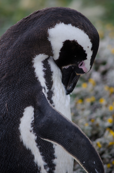 magellanic penguin preening in the otway