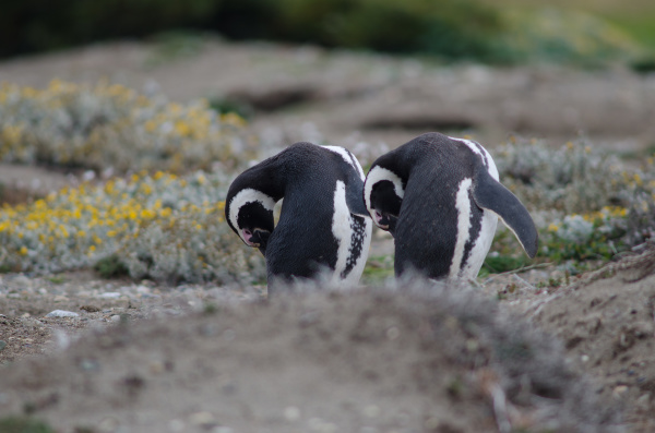 magellanic penguins spheniscus magellanicus preening in