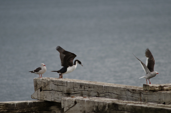 imperial shag and dolphin gulls in