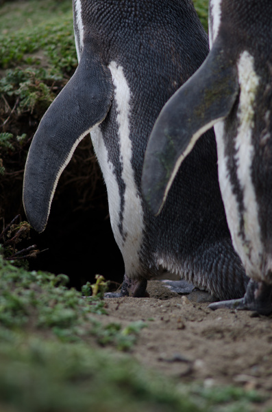 magellanic penguin in the otway sound