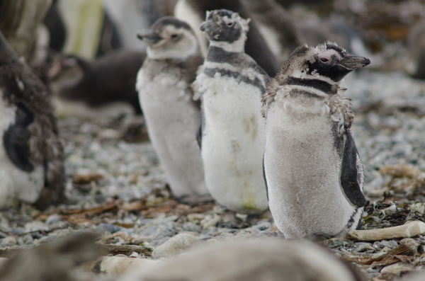 magellanic penguins in the otway sound
