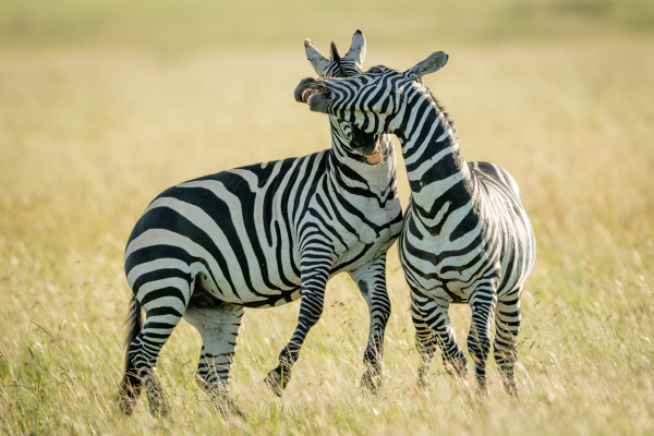 plains zebras play fight in long
