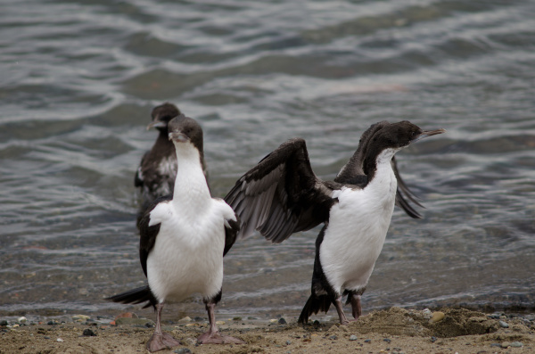 imperial shags in the coast of