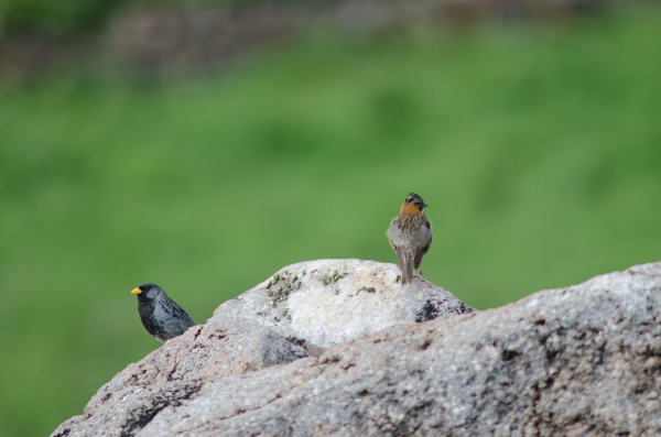 band tailed sierra finch and rufous
