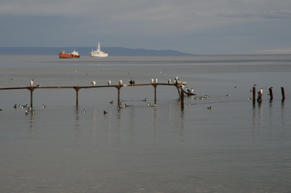 jetty with imperial shags and ships