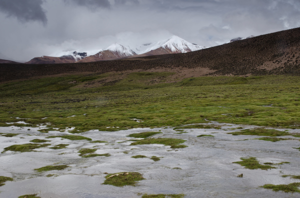 lauca river meadow and snowy