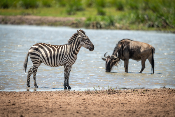 plains zebra stands in shallows near
