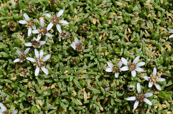 plant werneria aretioides in flower in