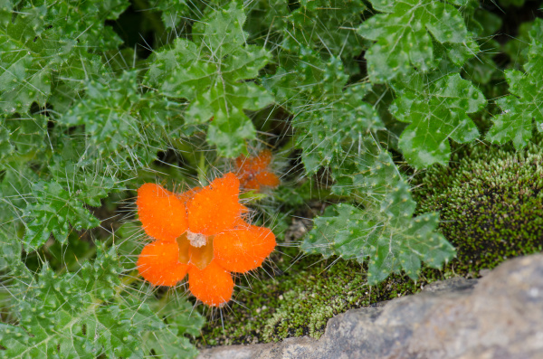 plant caiophora rosulata in flower in