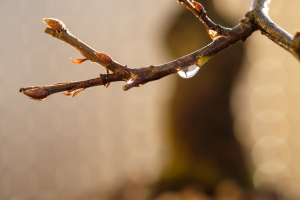 twig with bud and water drop