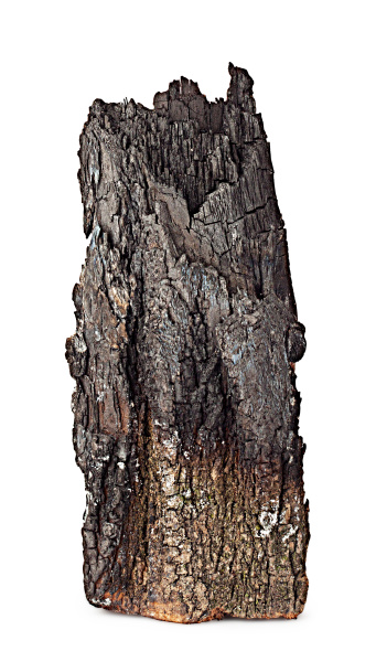 charred wood with bark