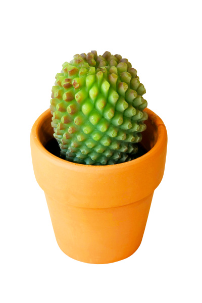 cactus, isolated - 28277579
