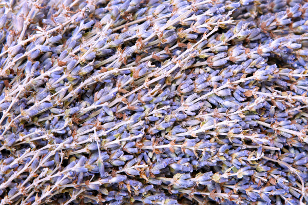 lavender, pattern - 28277670