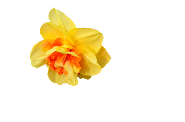 yellow narcissus closeup isolated on white